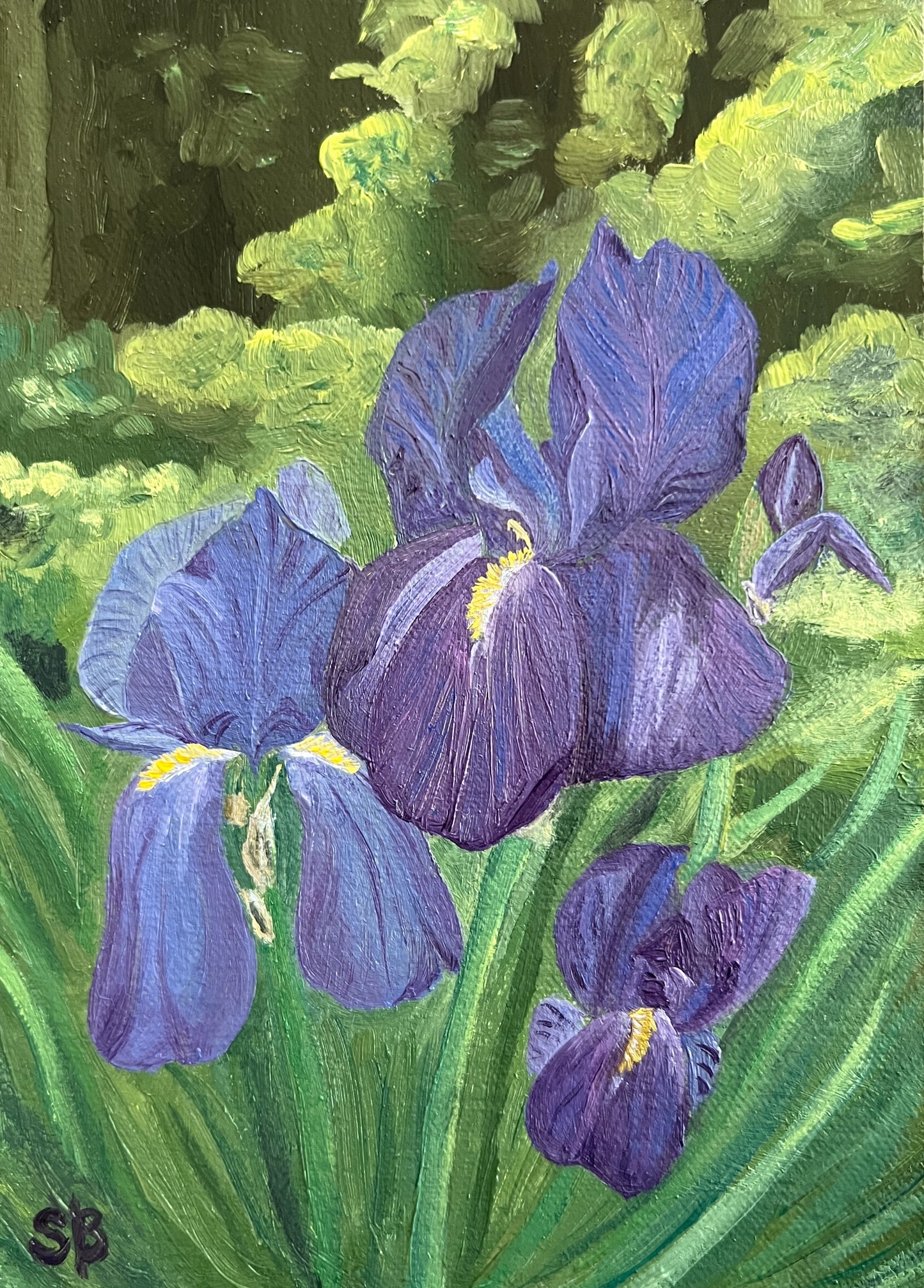 When It's Iris Time